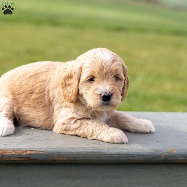Meadow, Mini Goldendoodle Puppy